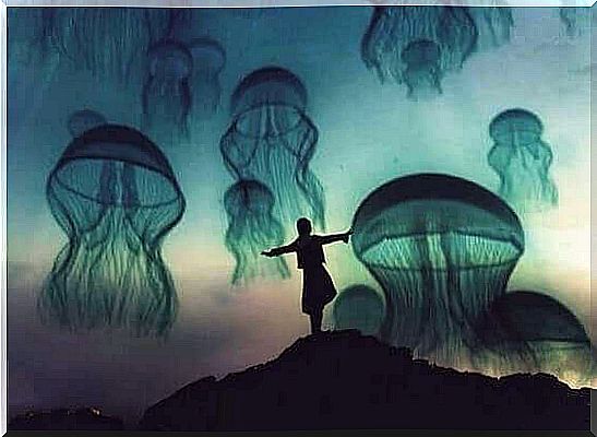 jellyfish