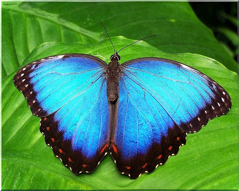 the transformation story of the blue butterfly