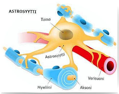 Astrocytes