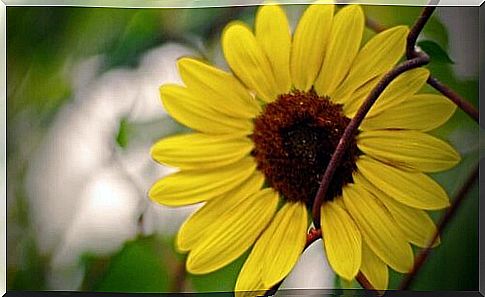 the flower grows through a wire fence