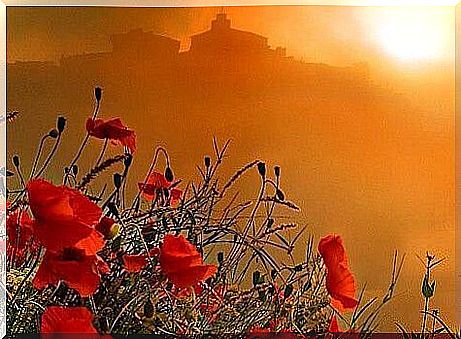 Poppies in the sun