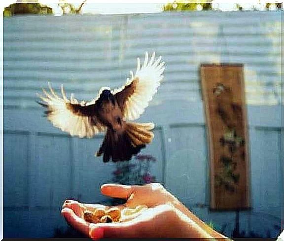 the bird takes food from his hand