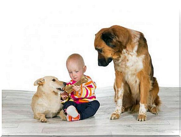 jealous dog, another dog and baby