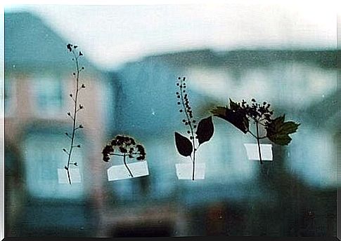 plants taped to the window