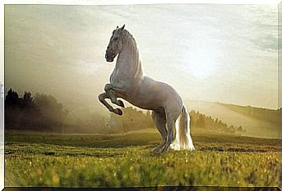 White horse