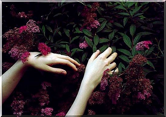 hands in a flower bush